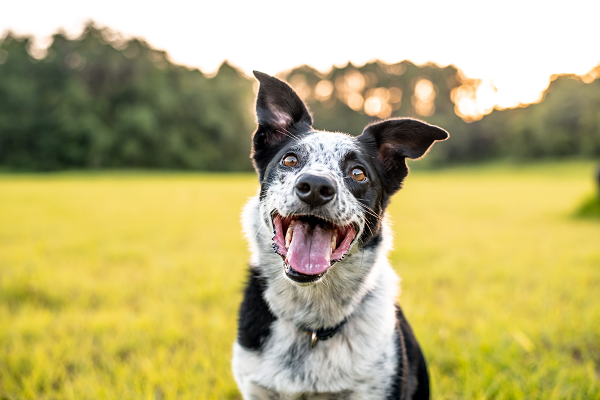 Celebrate National Mutt Day on July 31 | Kenaston Veterinary Hospital